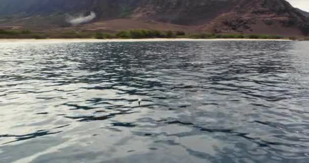 夏威夷瓦胡岛Makua海岸旋转海豚浮球冲破海水 — 图库视频影像