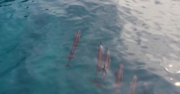 Beautiful Spinner Dolphin Pod Swimming Hawaiis Pacific Ocean Aerial — 비디오