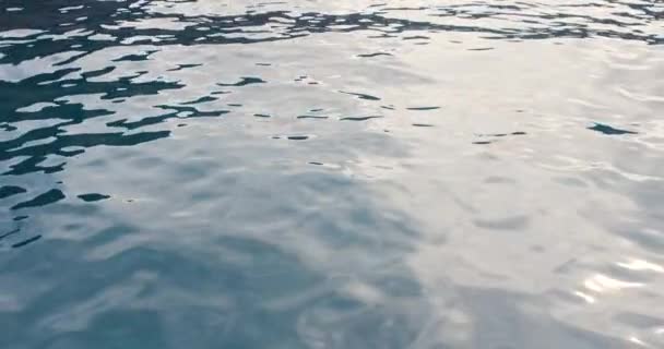 Spinner Dolphins Rompiendo Superficie Del Agua Con Salto Salto Órbita — Vídeos de Stock