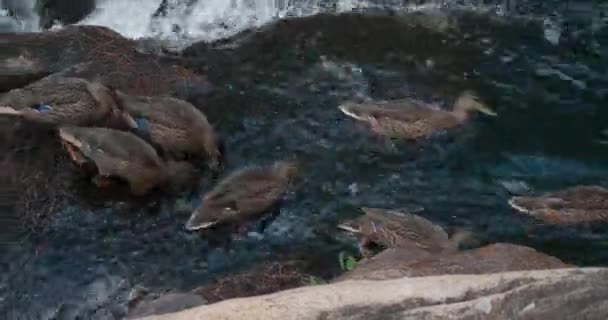 Meerdere Blauwe Gevederde Eenden Drinken Zwemmen Stromend Water Zwemmen Stroomopwaarts — Stockvideo