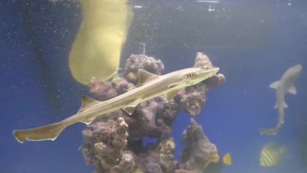 Chien Chasse Aiguillat Commun Requin Chien Dans Aquarium Requin Fait — Video