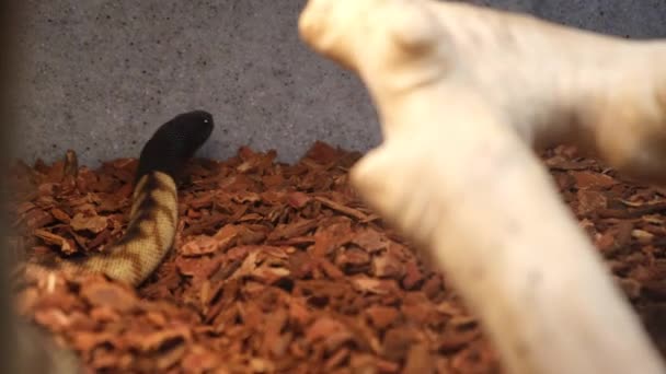 圈养的小黑头蟒蛇 当地到澳大利亚 它们长到6 6英尺长 没有毒液 它们吃爬行动物 包括蛇和小哺乳动物 — 图库视频影像