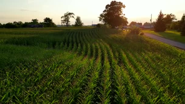 Neat Rows Cornfield Countryside Golden Hour Aerial — Stock Video