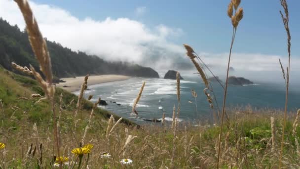 Стебла Трави Яко Змахують Вітерцем Видом Пляж Півмісяця Штат Екола — стокове відео