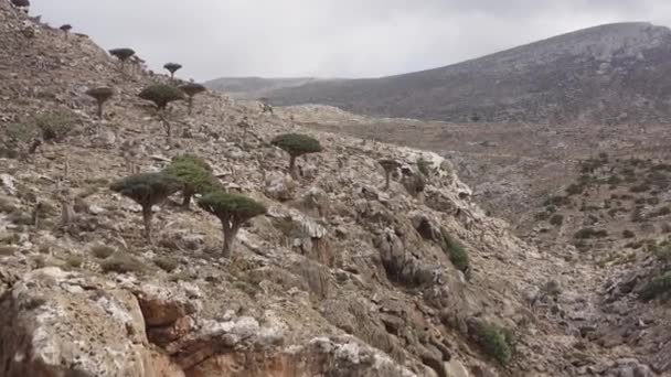 Árboles Sangre Dragón Isla Socotra Yemen Dracaena Cinnabari — Vídeo de stock