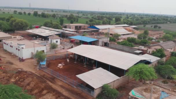 Aerial View Farm Buildings Cows Rural Sindh Pakistan Dalam Bahasa — Stok Video