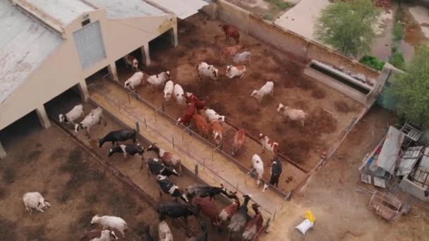 Aerial Overhead View Cow Farm Building Rural Sindh Pakistan Dolly — Stock Video