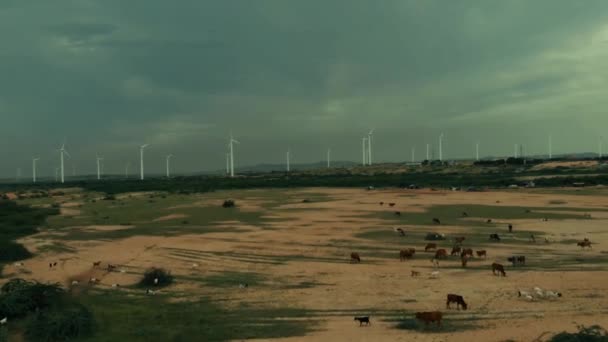 Voando Aéreo Sobre Cavalos Que Enlouquecem Terra Com Vista Turbinas — Vídeo de Stock
