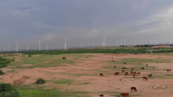 Luftaufnahmen Von Pferden Die Land Weiden Mit Blick Auf Windkraftanlagen — Stockvideo