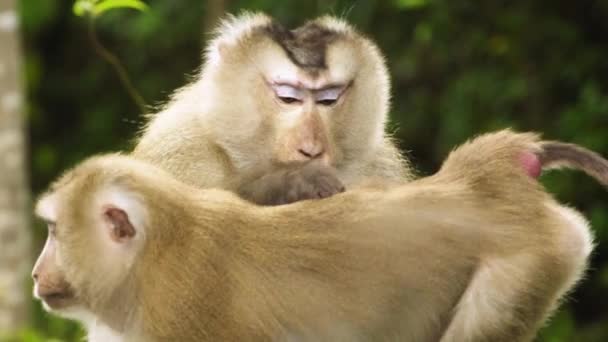 Pair Monkey Pig Tail Macaque Stunning Facial Hair One Cleaning — Stock Video