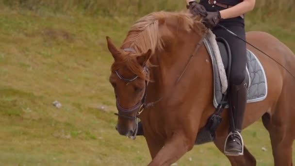 Bela Castanha Adestramento Cavalo Trot Training Rastreamento Movimento Lento — Vídeo de Stock