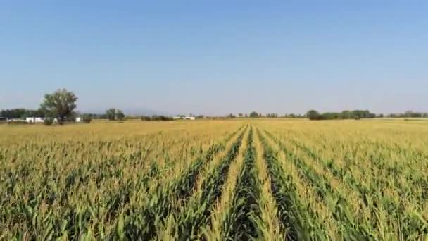 一架无人驾驶飞机飞越一片玉米地 准备在阳光灿烂的夏日早晨收割 — 图库视频影像