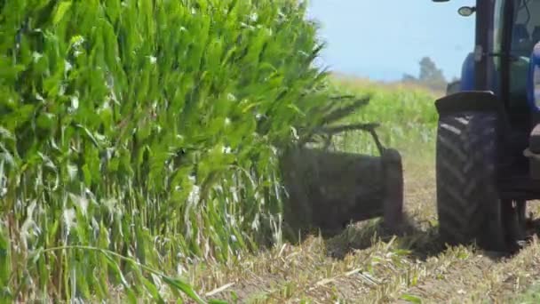 Una Cosechadora Cosecha Maíz Campo Enviando Maíz Remolque Tractor Cercano — Vídeo de stock