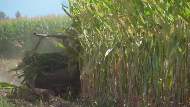 Ein Mähdrescher Erntet Einem Sonnigen Sonntag Mais Auf Einem Feld — Stockvideo