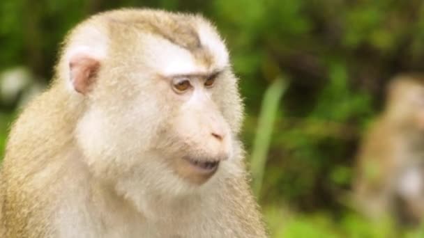 Monkey Pig Tail Macaque Beautiful Facial Features Chewing Food Tropical — Stock Video