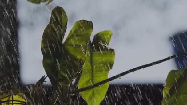 亚马逊雨林中的植物获得了急需的雨水 孤立的 缓慢的雨滴落叶运动 — 图库视频影像