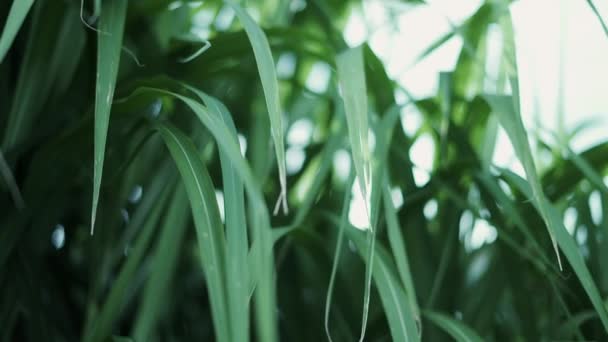 Close Tiro Mischanthus Chinês Grama Crescendo Jardim Grama Movendo Ligeiramente — Vídeo de Stock