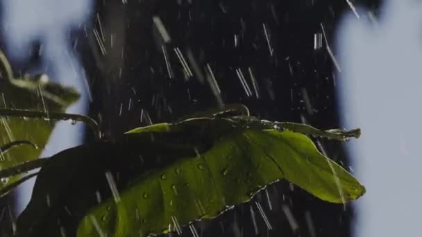 Nodige Regenval Een Tropisch Plantenblad Het Amazone Regenwoud Slow Motion — Stockvideo