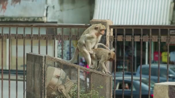 4K在一个阳光明媚的日子里 在泰国Lopburi的猴城 金丝猴交配的电影慢动作野生动物自然镜头 — 图库视频影像