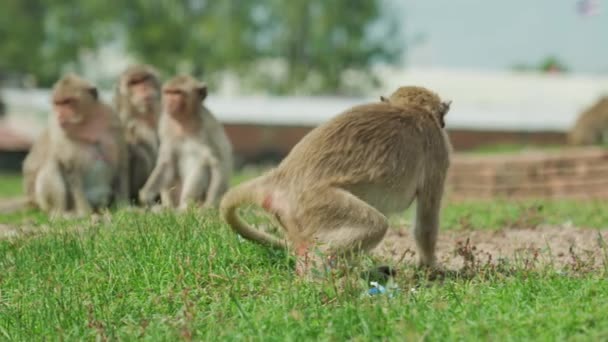 Maymun Yiyen Bebeğine Bakan Anne Bir Maymunun Güneşli Bir Günde — Stok video