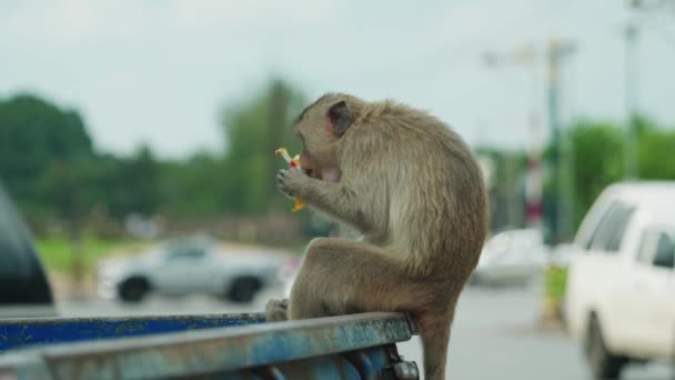 4Kシネマティック スローモーション野生動物晴れた日にタイのロッブリの猿の町でピックアップトラックで食べるマカク猿の自然映像 — ストック動画