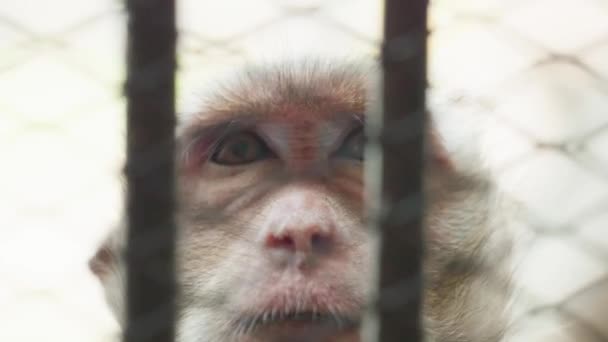 Filmisk Slow Motion Naturfilm Makak Apa Nära Håll Apstaden Lopburi — Stockvideo