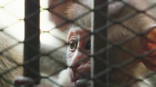 시네마 틱느리게 움직이는 동물들의 부리의 원숭이 마을에서 가까운 곳에서 마카크 — 비디오