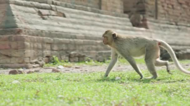Cinematic Slow Motion野生動物の動画晴れた日にタイのロッブリの猿の町で凍るマカクのサルの自然の映像 — ストック動画