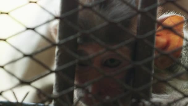 Elokuvamainen Hidasliikkeinen Luontokuvamateriaalia Vauva Makaki Apina Läheltä Apina Kaupunki Lopburi — kuvapankkivideo