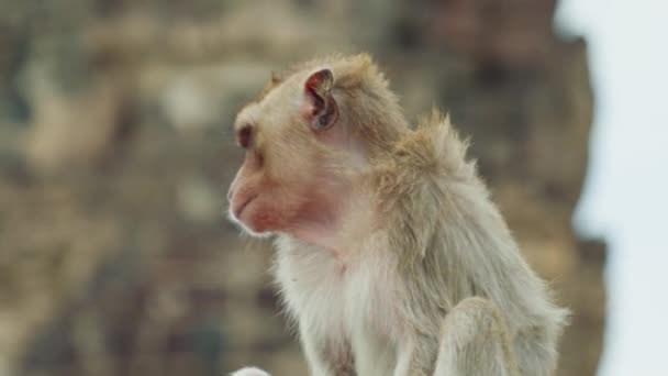 Images Nature Animalière Ralenti Cinématographique Singe Macaque Près Dans Ville — Video