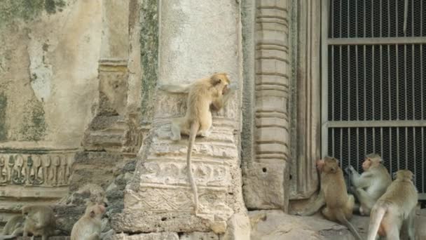 Cinematic Slow Motion Wildlife Nature Footage Macaque Monkey Climbing Temple — Vídeo de Stock