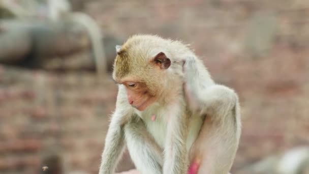 4Kシネマティック スローモーション野生動物晴れた日にタイのロッブリの猿の町の近くからマカクのサルの自然映像 — ストック動画