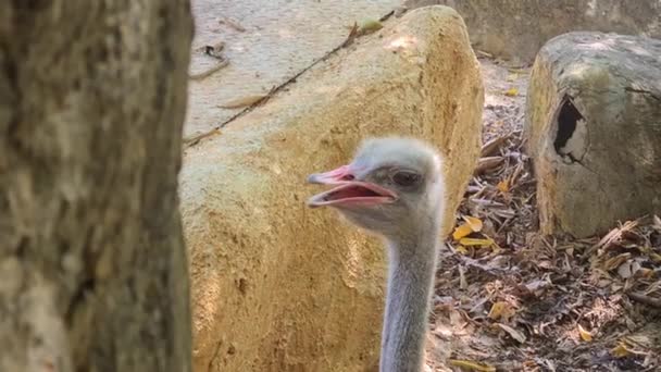 Common Ostrich Head Close Wild Animal Zoo — Stock Video