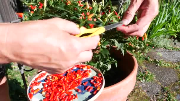 Kleine Rode Chilipepers Worden Afgesneden Met Een Schaar Keramische Plaat — Stockvideo