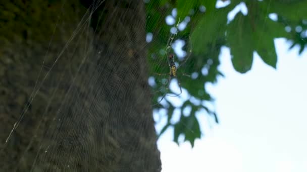 Wild Spider Spider Web Natural Green Foliage Background — Stock Video