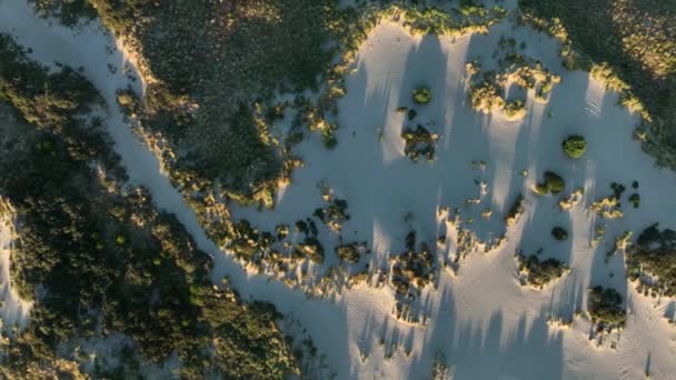 Vue Aérienne Haut Bas Des Dunes Sablonneuses Avec Buisson Plantes — Video