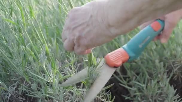 一位年长妇女的手在花园里用一种花园剪切法修剪薰衣草灌木 老手包扎 — 图库视频影像