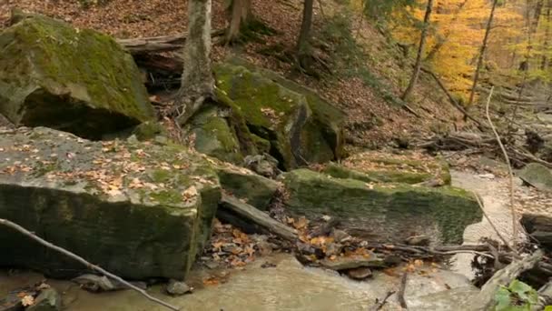 Grijze Eekhoorn Klim Rotsen Buurt Van Rivier Mooie Herfst Scene — Stockvideo