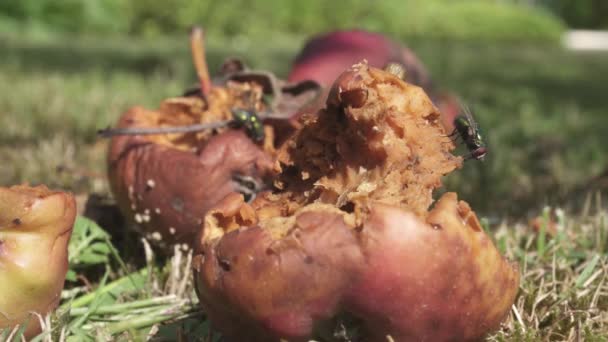 Rotting Apple Grassy Ground Swarm Flies Top Closeup — Stock Video