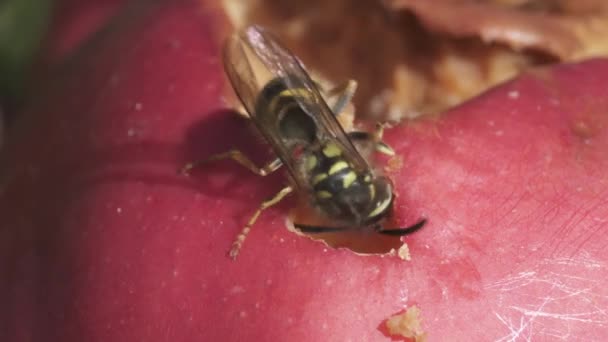 Macro Shot Hornet Alimenta Manzana Roja Primer Plano — Vídeos de Stock