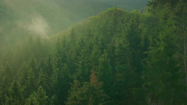 Hutan Dengan Kabut Pagi Musim Panas — Stok Video