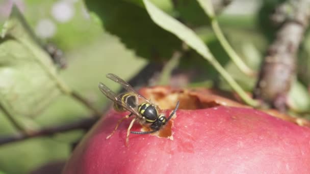 Hornet Comiendo Manzana Durante Soleado Verano Primer Plano — Vídeos de Stock