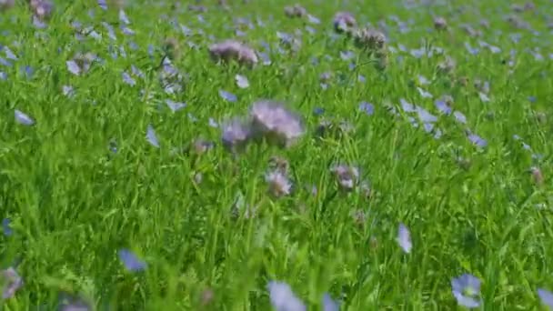 Tansy Phacelia Meadow Sunny Day Gimbal Forward Medium Shot — Stock Video