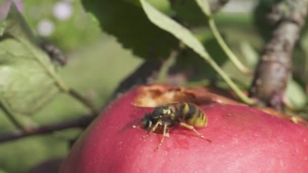 Die Wespe Ernährt Sich Von Rotem Apfel Nahaufnahme — Stockvideo