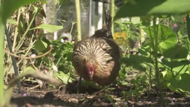 免费放养的布朗家养小鸡 小鸡在花园院子里吃 特写镜头 — 图库视频影像