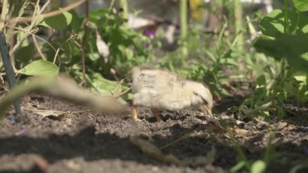 Baby Chick Peck Tuin Achtertuin Sluiten — Stockvideo