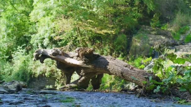 Ruscello Con Tronco Albero Caduto Nella Foresta Soleggiata Europa — Video Stock
