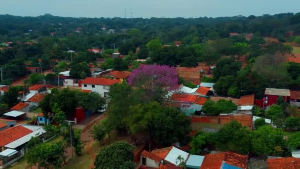 Hermoso Árbol Púrpura Medio Del Pueblo Arbol Tajy Paraguay — Vídeos de Stock