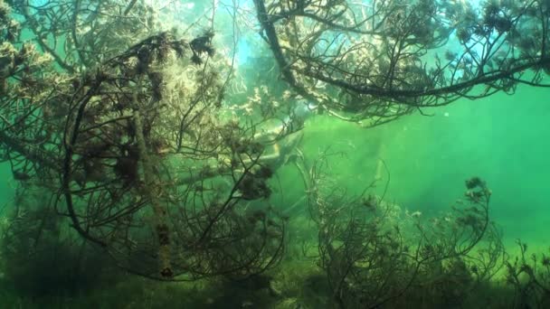 水下拍摄的苏格兰人松木或苏格兰松木或波罗的海松木 松木属 与一些常见的蟑螂 松木属 在淡水湖的树枝之间游动 爱沙尼亚 — 图库视频影像