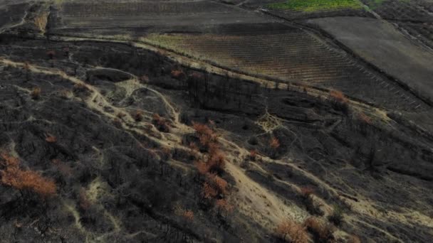 Üzüm Bağları Tarımsal Paketler Ateşle Yandı Kara Kül Toprağı Kapladı — Stok video